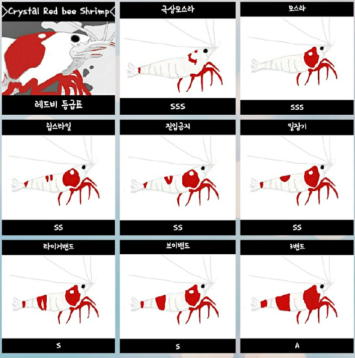 CRS 레드비 분류표